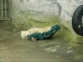 Twin baby Polar Bears playing around