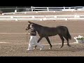 San Bella, Show, July 2008, Oldenburg, SOLD
