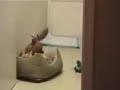 Bruiser: King of Chihuahuas
