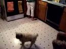 Pug Imitates Blender