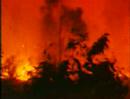 Aussie Bush Fire (c1980)