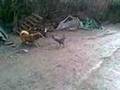 Rooster vs Dog
