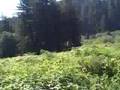 DriveAbout 110 - Redwood National Park, CA
