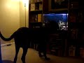 8 month old English mastiff puppy discovers there are fish in the aquarium