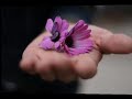 Bella sin alma