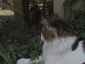 cat-bunny.wmv