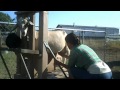 Mornin milkin!