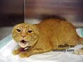 Burger the Angry Lunatic Cat