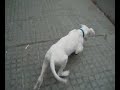 Fender a la calle Fender a la calle