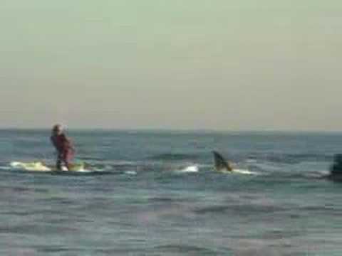 Surfeando con un tiburón