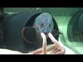 Monsterfish in HD-  (Cichlids & Oddballs)