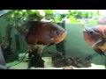 Monsterfish in HD-  (Cichlids & Oddballs)