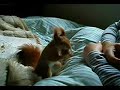 Eichhörnchen Fritz klaut alle Nüsse! Eichhörnchen Fritz klaut alle Nüsse!