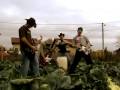 Q-Check - Pop Folk Zvezda