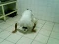 dançando em hora de serviço
