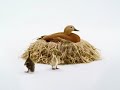 Telus - ducks Telus - ducks