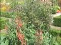 videos de Tropisch Vordenstein  31 -