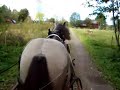 Gotlandsruss driving