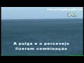 FESTA DOS INSECTOS - Diapas�o