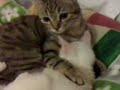 gatti che dormono