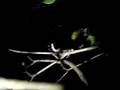 Croaking Frog
