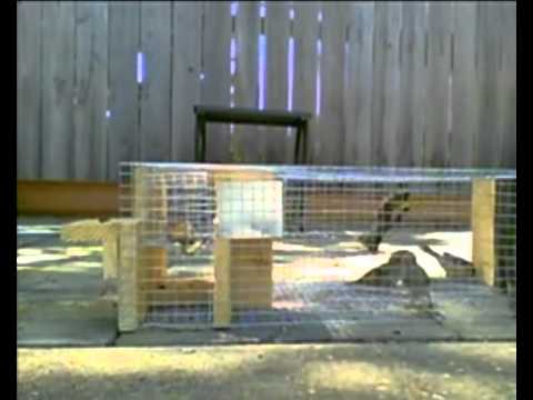 trampa para aves - Aqui otra versión de mi trampa para pajaros que la puedes adquirir por aqui mandandome un correo electronico directamente: mgrax@hotmail.com y me haces el pe...