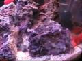 Apogon Imberbis