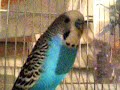 bird chirp