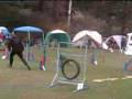 Manchester Terrier,Agility, wc qualification 08, Bad Soden