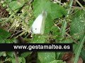 venta de casasfincas y pisos en la costa de lugo