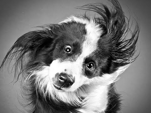 WET DOGS ---- IMG! #40 WET DOGS ---- IMG! #40
