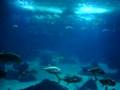 Fishes