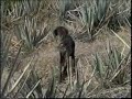 Mi perra athena de 16 meses de edad y...