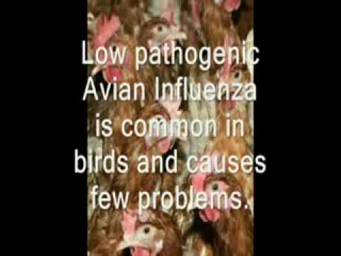how to cure avian flu