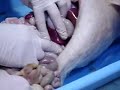 ?winia cz 1 uwm anatomia