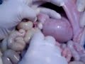 świnia cz 1 uwm anatomia