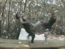 BFWDC : Zack Tailer video (MV)