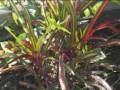 videos de 23 bichos y flores