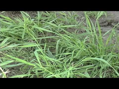 how to control quackgrass in a lawn