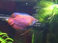 This is the courting ritual of the Dwarf Gourami. The  eggs of these fish actually float up into the nest after the courting ritual. He kinda grabs her with his body and then quickly vibrates his hole body so fast u cant see it on camera and this coaxes her to release her eggs. as you can see the other fish in the tank like to eat their eggs. The male gathers up as many as he can and then spits them up into the nest.