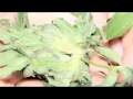 Cultivo Proibido Maconha X-Rated 1º episódio