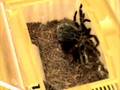 videos de Lasiodora difficilis molting 02