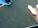Marshall dives for the Frisbee