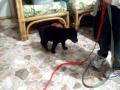 whos the  pup?