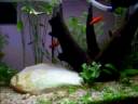 My first fresh water tank