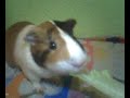 yoigo comiendo
