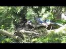 Baby Bluejays