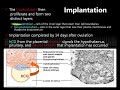 Human Implantiation Human Implantiation