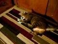 Crackhead Cat Crackhead Cat