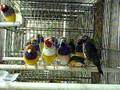 DIAMANTES DE GOULD